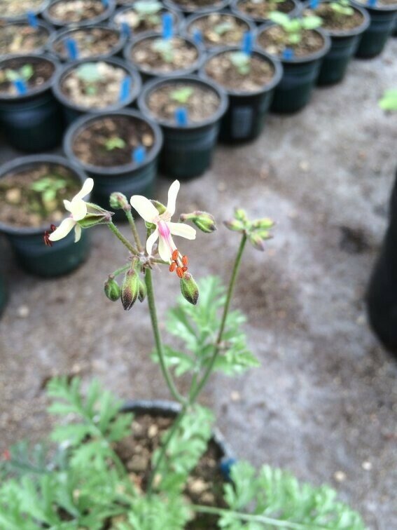 Pelargonium laxum Var.6