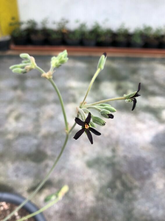 Pelargonium sidoides