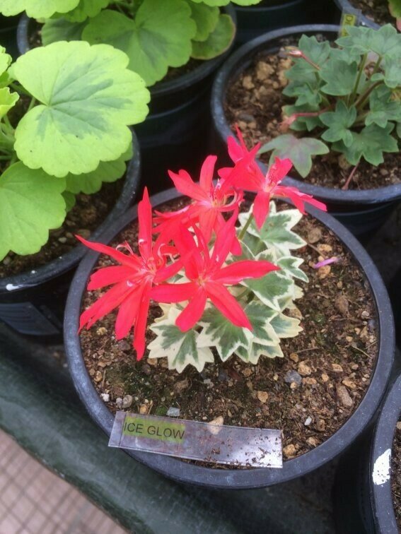 Pelargonium stellar miniatur Ice Glow