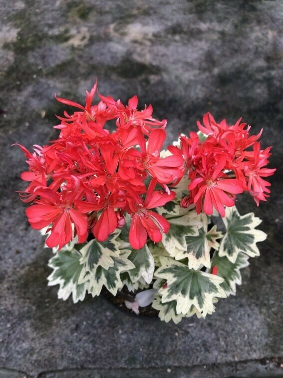 Pelargonium stellar miniatur Priory Coral