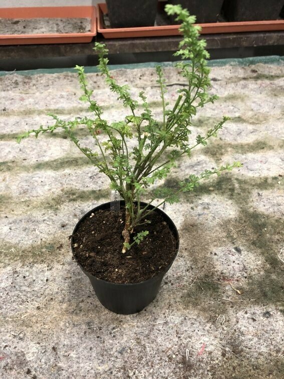 Pelargonium tragacanthoides