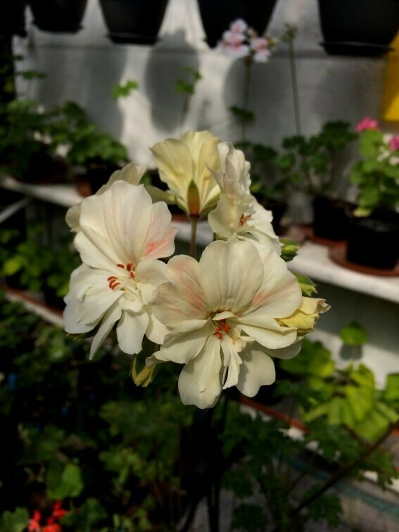 Pelargonium zonartic Queen ZA Q