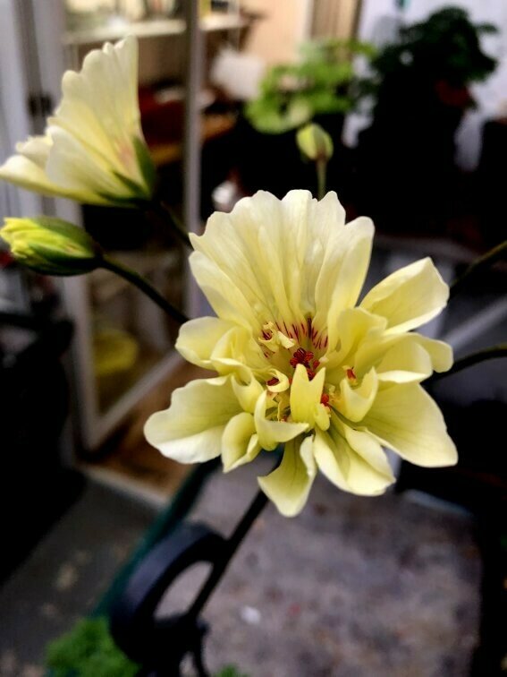 Pelargonium zonartic Rushmoor Mississippi