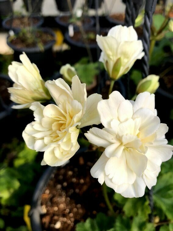 Pelargonium zonartic Rushmoor Yamuna