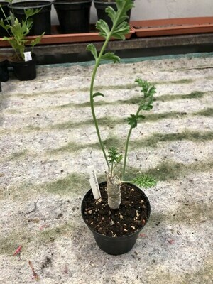 Pelargonium aff. carnosum