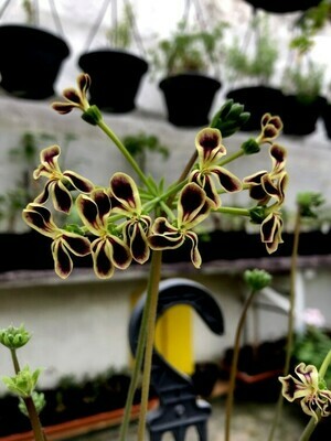 Pelargonium Glauciifolium