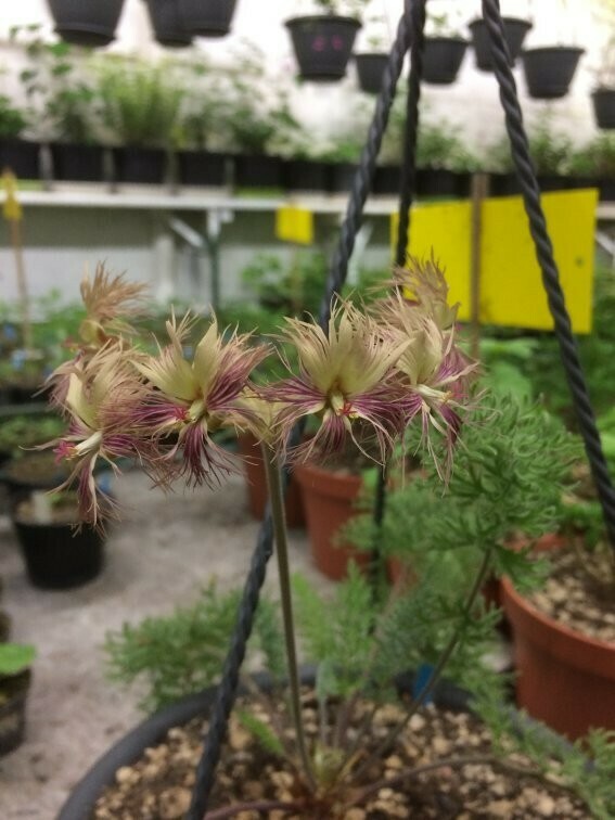 Pelargonium bowkeri silver leaf