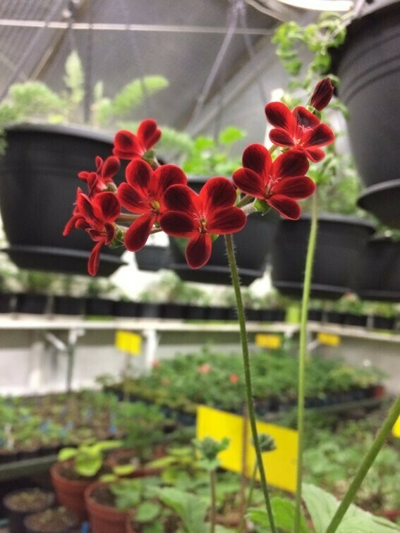 Pelargonium dimeierii 'Selma'