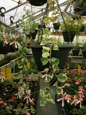 Pelargonium acetosum Variegatum 'San Jose'