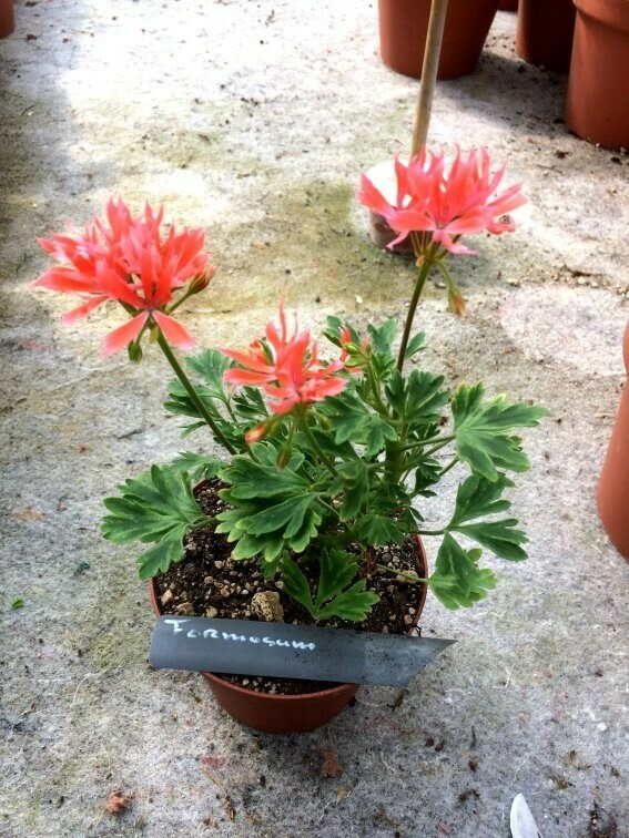Pelargonium hortorum Formosum (Els) Pelargonium hortorum Formosum (Els)