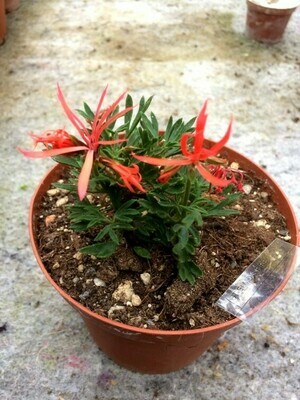 Pelargonium miniatur St. Elmo´s Fire