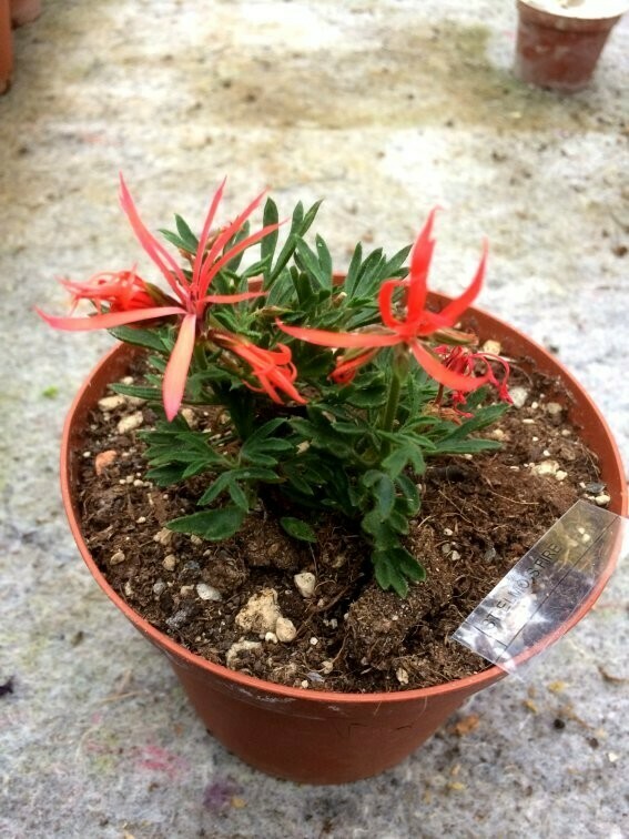 Pelargonium miniatur St. Elmo´s Fire Pelargonium miniatur St. Elmo´s Fire