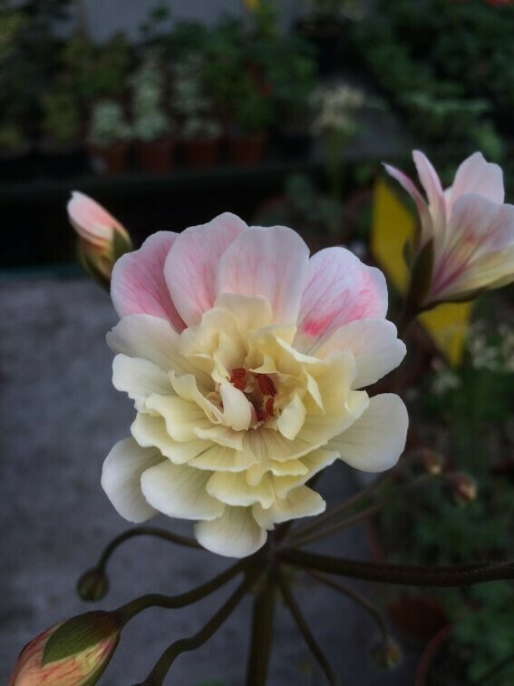 Pelargonium zonartic Lara Marjorie Pelargonium zonartic Lara Marjorie