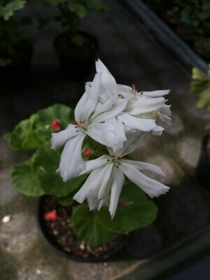 Pelargonium hortorum Noel