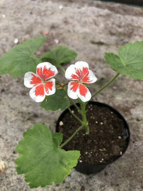 Pelargonium hortorum Mr. Wren Splash