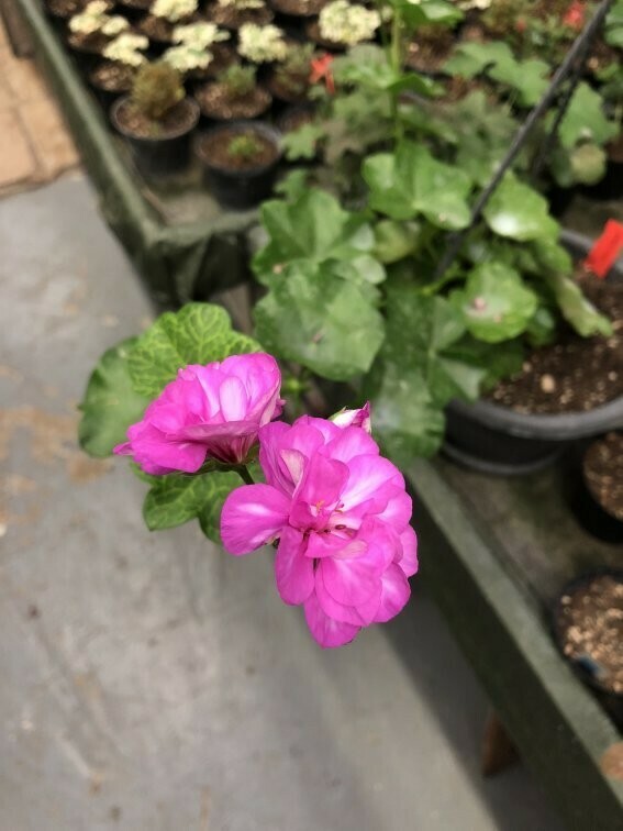 Pelargonium peltatum Crock a Day