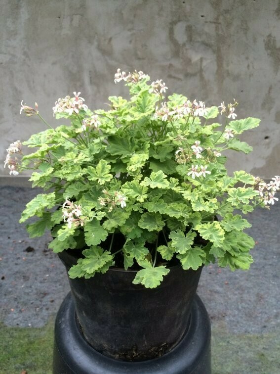 Pelargonium Creamy Nutmeg