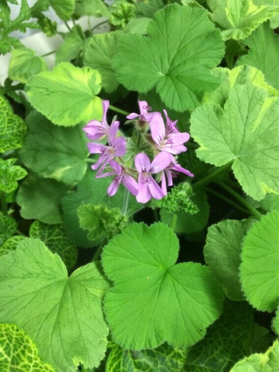 Pelargonium capitatum 'Lilac Scent'