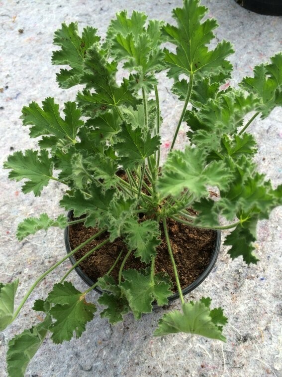 Pelargonium capitatum