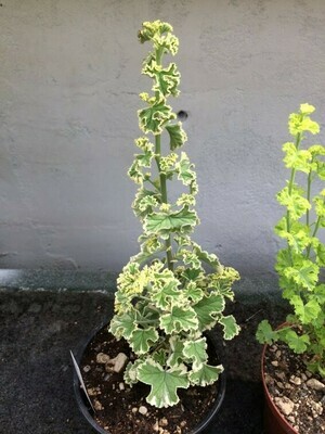 Pelargonium crispum Prince Rupert Variegated