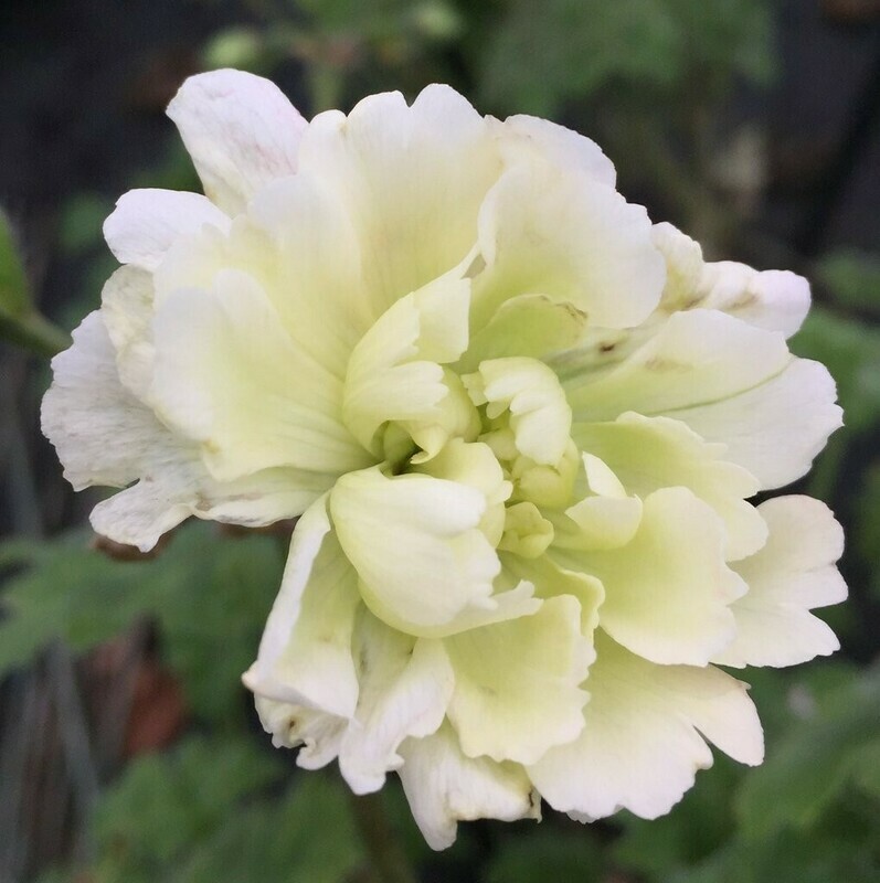 Pelargonium zonartic Rushmoor Missouri Pelargonium zonartic Rushmoor Missouri