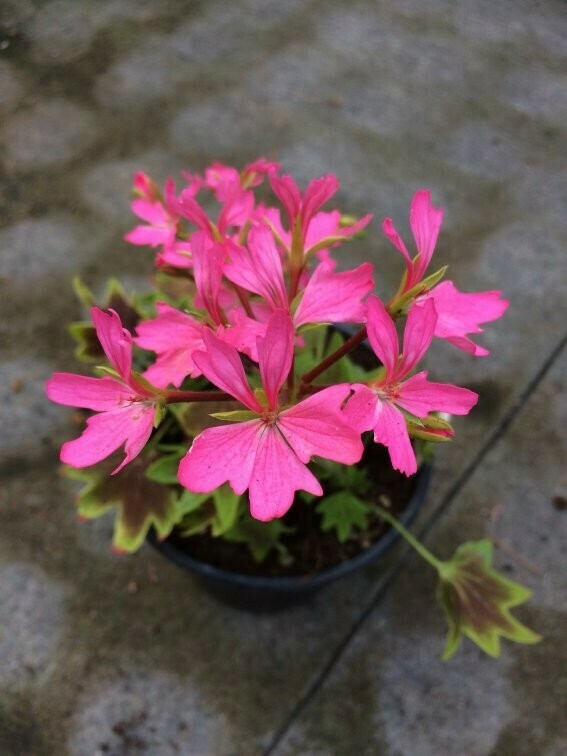 Pelargonium hortorum Lotusland