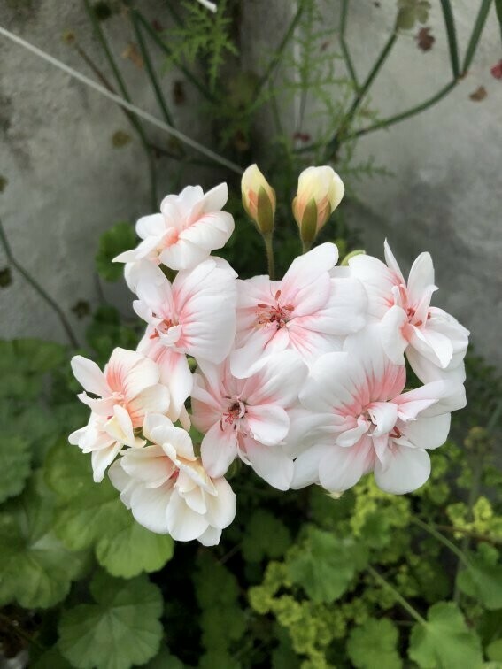 Pelargonium zonartic Lovely Wera