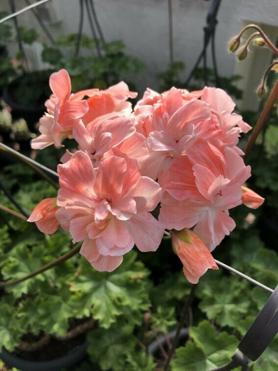 Pelargonium zonartic Lara Envoy