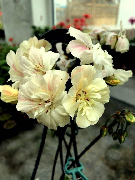 Pelargonium zonartic Rushmoor Amazon Pelargonium zonartic Rushmoor Amazon