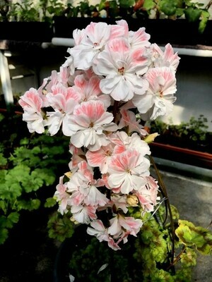Pelargonium Unicorn Zonartic Spring
