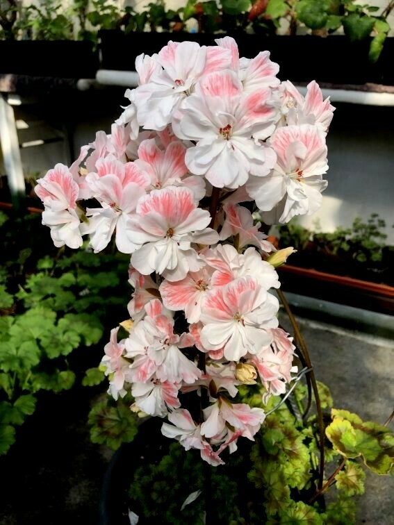Pelargonium Unicorn Zonartic Spring Pelargonium Unicorn Zonartic Spring