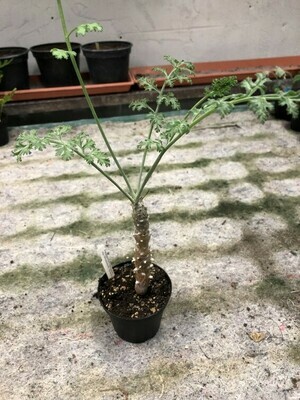 Pelargonium carnosum ssp. ferulaceum Skitterykloof