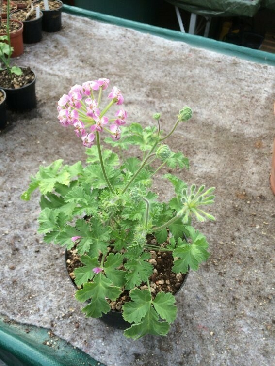 Pelargonium cortusifolium x Glauciifolium