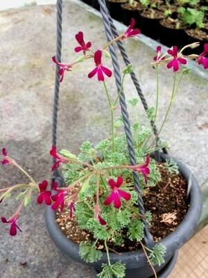 Pelargonium dimeierii lila