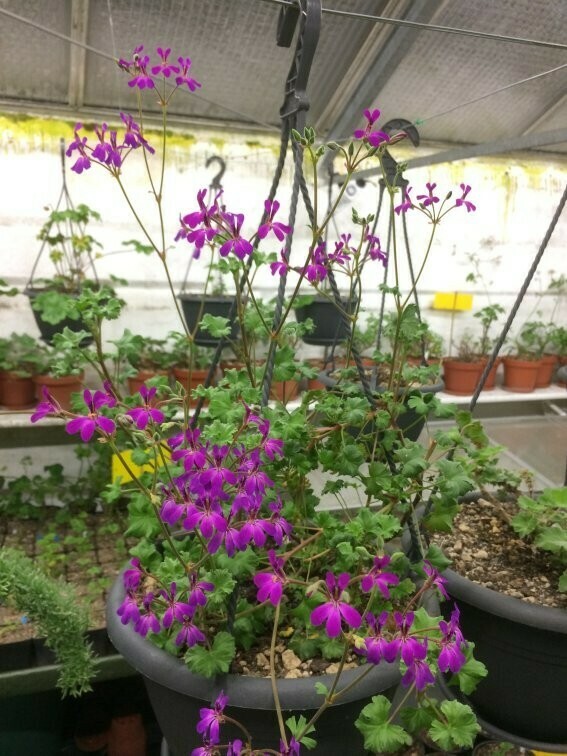 Pelargonium Deerwood Lavender Lady Pelargonium Deerwood Lavender Lady