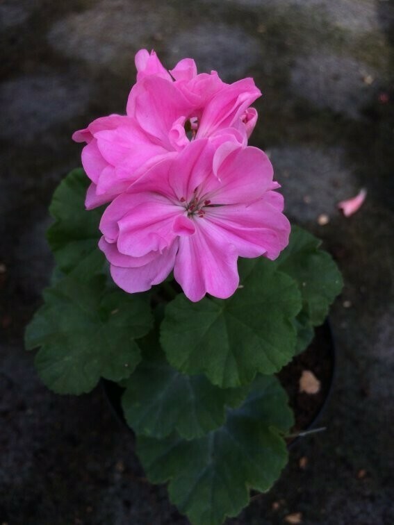 Pelargonium miniatur Jane Eyre