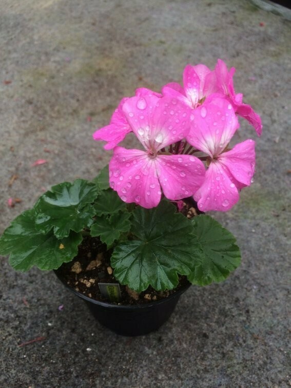 Pelargonium miniatur Grace Wells