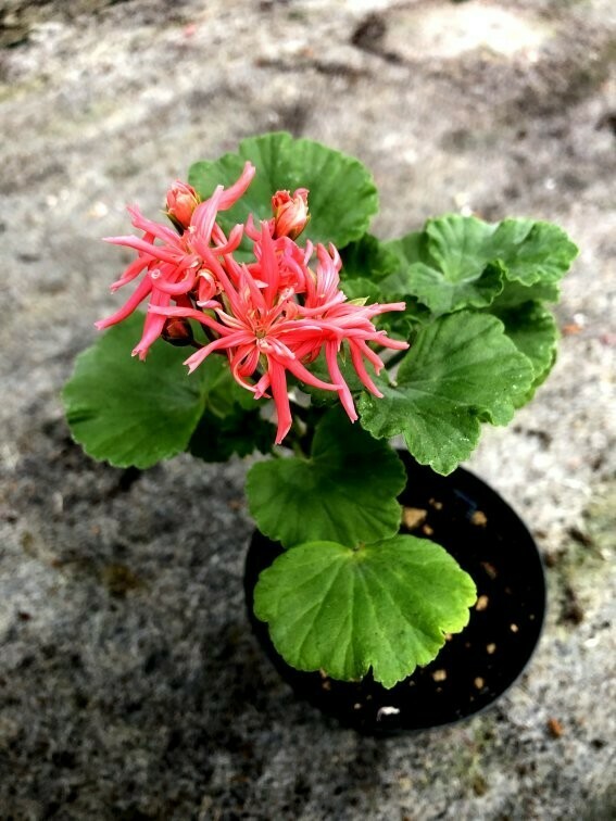 Pelargonium miniatur Jips Desert Dawn