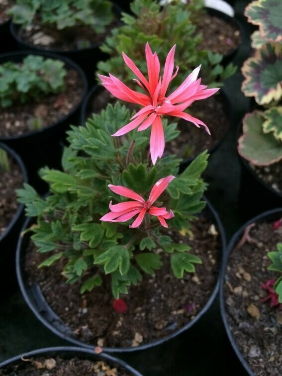 Pelargonium miniatur Playmate