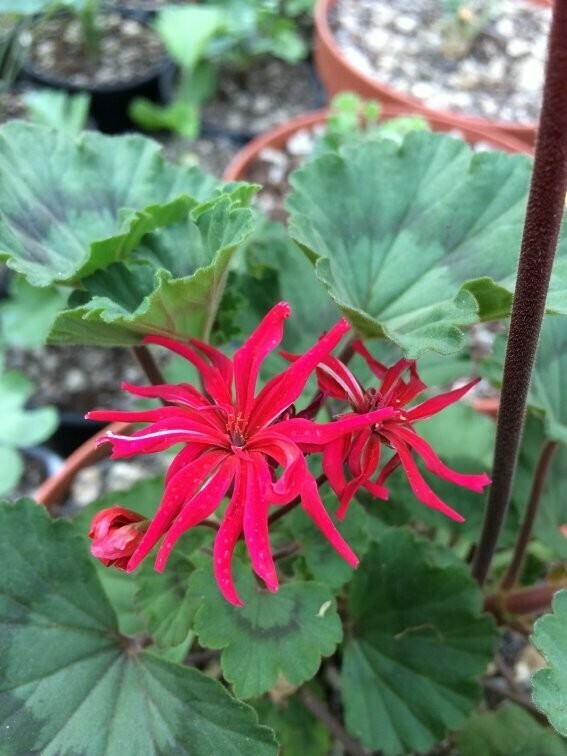 Pelargonium miniatur Mini Czech