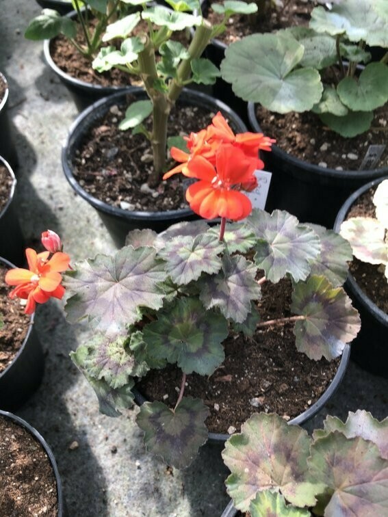 Pelargonium miniatur Moor
