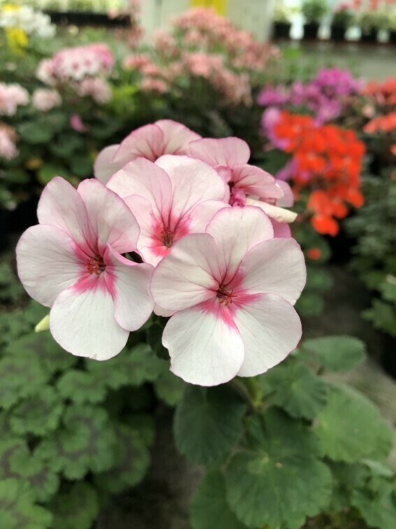 Pelargonium miniatur Nicor Star