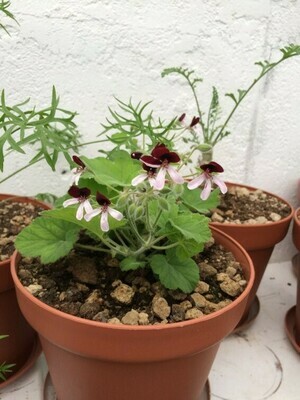 Pelargonium Islington Peppermint