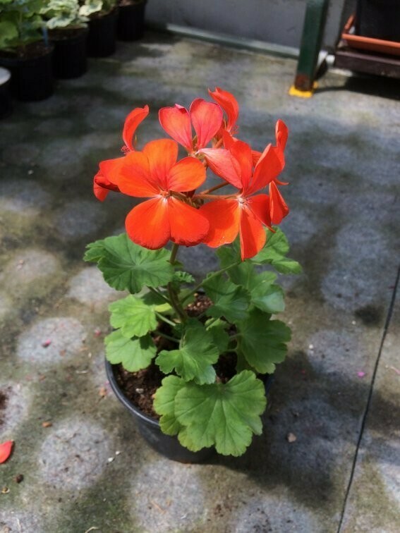 Pelargonium miniatur Acapella