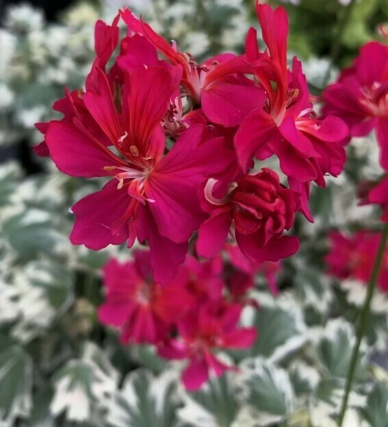 Pelargonium stellar miniatur Mrs May Last