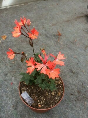 Pelargonium stellar miniatur Nettlecombe