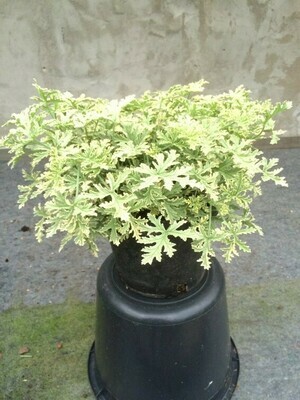 Pelargonium graveolens 'Variegatum Grey Lady Plymouth'
