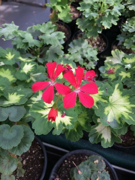 Pelargonium hortorum A happy thought Pelargonium hortorum A happy thought