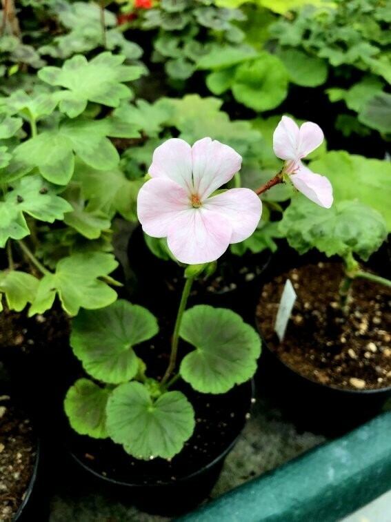 Pelargonium hortorum Bull’s Eye Light Pink