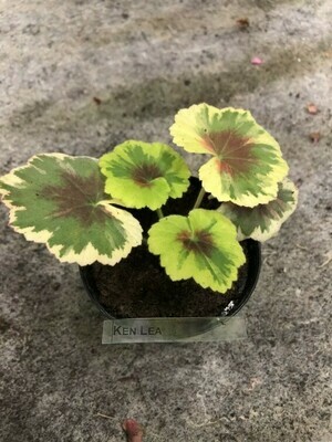 Pelargonium hortorum Ken Lea